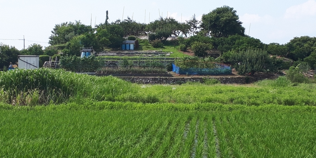 f:id:OSAKA-TOM:20200620092916j:plain f:id:OSAKA-TOM:20200620092916j:plain