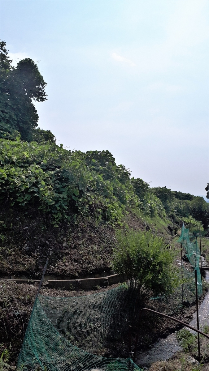 f:id:OSAKA-TOM:20200620093544j:plain f:id:OSAKA-TOM:20200620093544j:plain