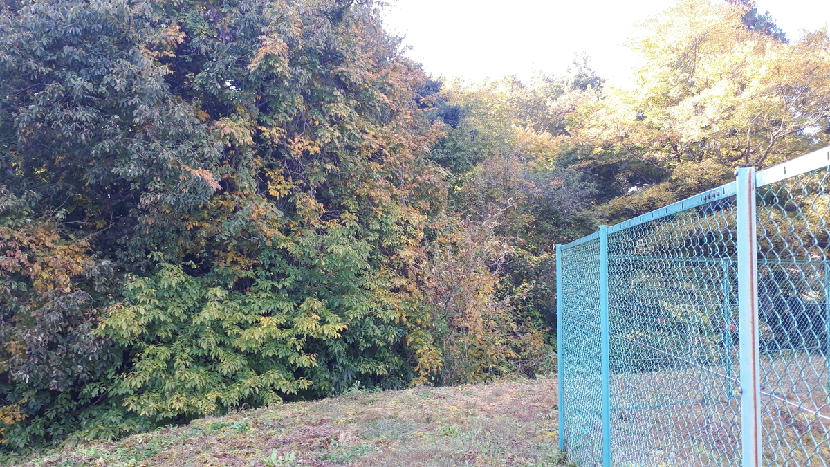 f:id:OSAKA-TOM:20201115092527j:plain f:id:OSAKA-TOM:20201115092527j:plain