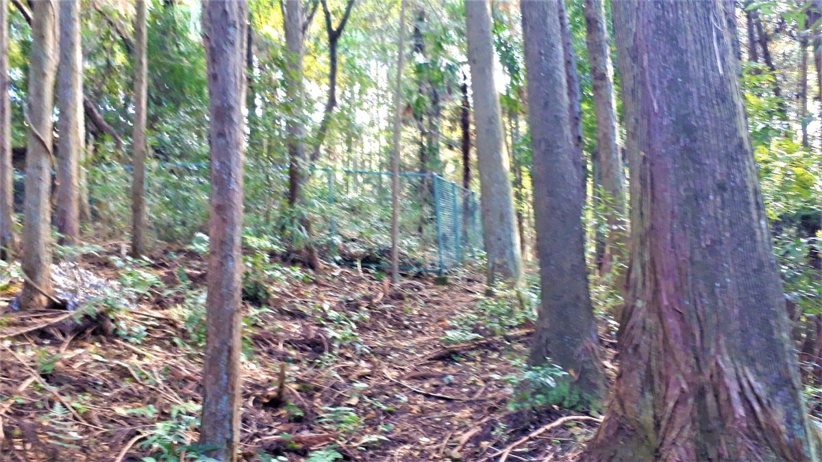 f:id:OSAKA-TOM:20201115140009j:plain f:id:OSAKA-TOM:20201115140009j:plain