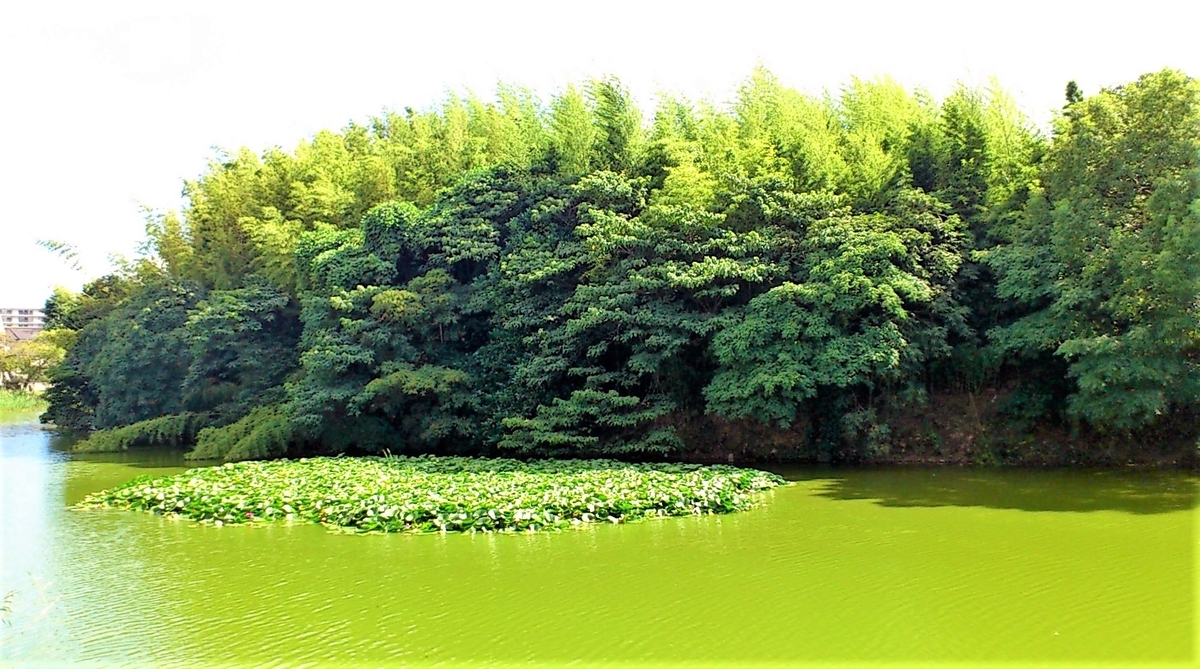 f:id:OSAKA-TOM:20210923130754j:plain