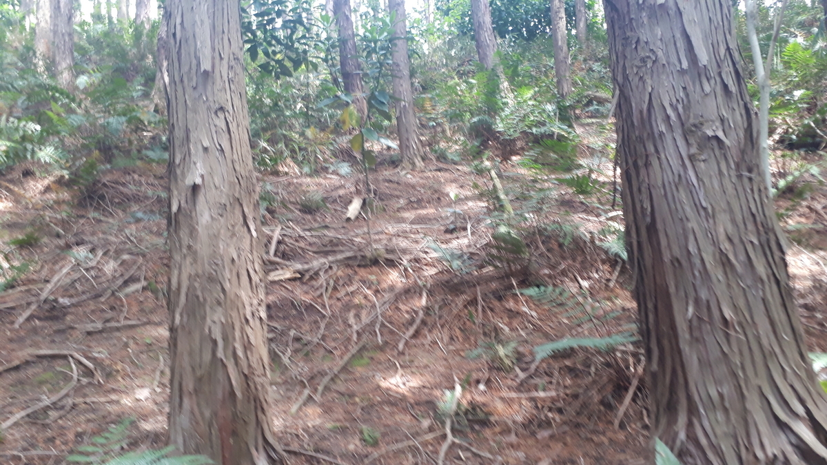 白木古墳 OSAKATOM’s diary