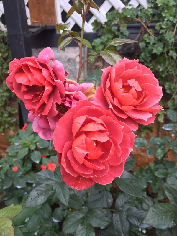 f:id:OSO:20180311005435j:plain f:id:OSO:20180311005435j:plain