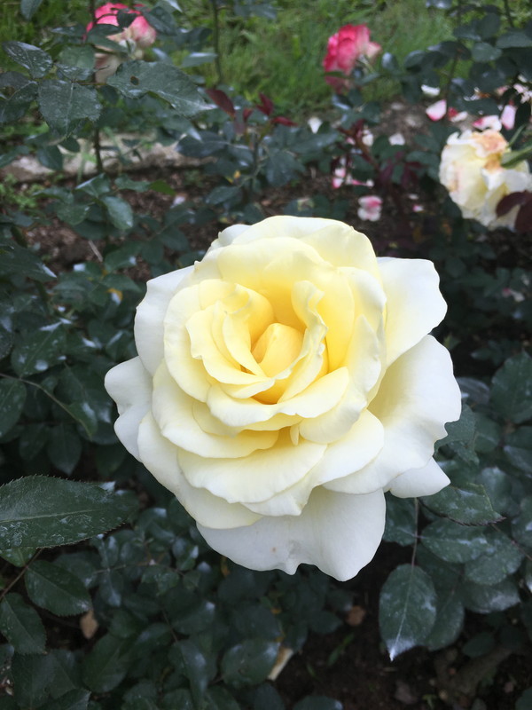 f:id:OSO:20180311005445j:plain f:id:OSO:20180311005445j:plain