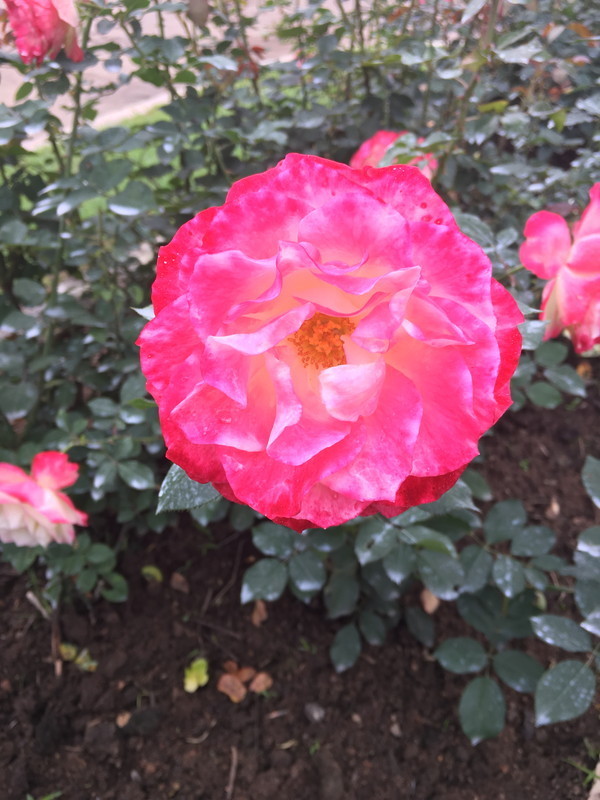 f:id:OSO:20180311005452j:plain f:id:OSO:20180311005452j:plain