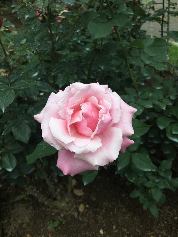 f:id:OSO:20180311005504j:plain f:id:OSO:20180311005504j:plain