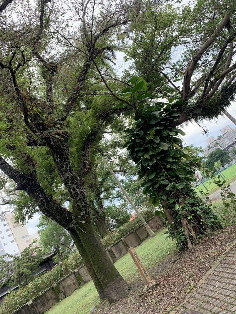 f:id:OSO:20190606130626j:plain f:id:OSO:20190606130626j:plain
