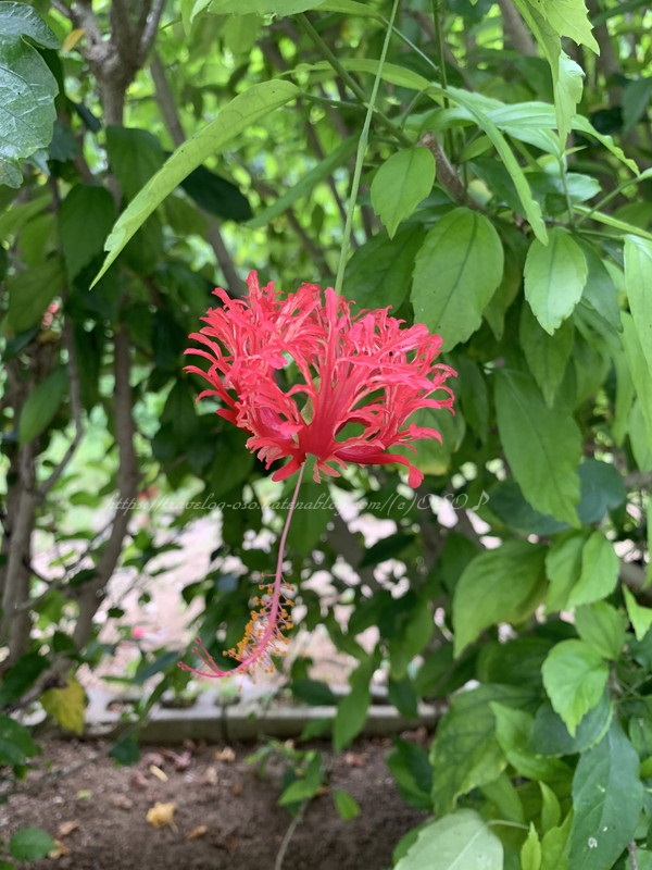 f:id:OSO:20190719221519j:plain f:id:OSO:20190719221519j:plain