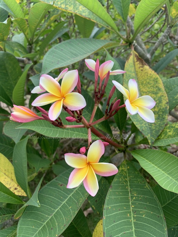 f:id:OSO:20190719221528j:plain f:id:OSO:20190719221528j:plain