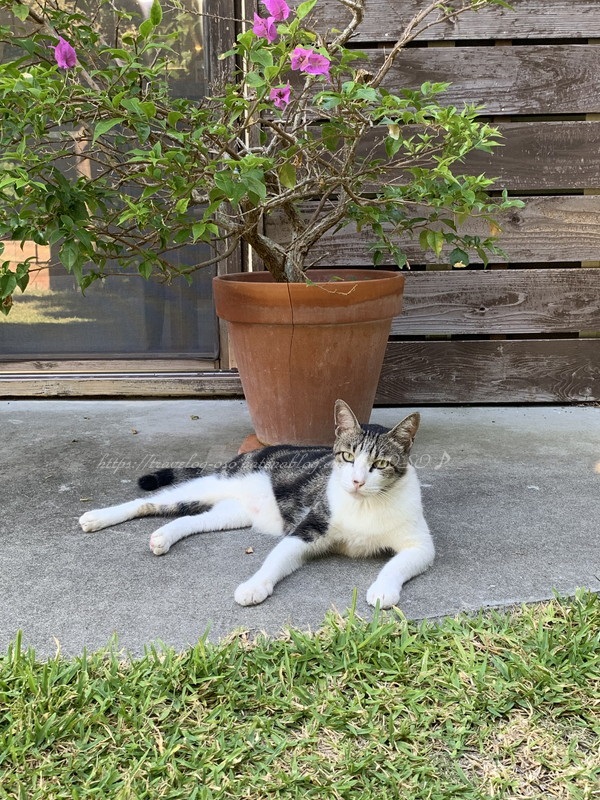 f:id:OSO:20190727223409j:plain f:id:OSO:20190727223409j:plain