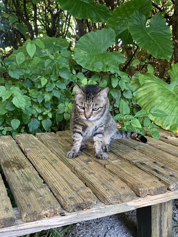 f:id:OSO:20190727223424j:plain f:id:OSO:20190727223424j:plain