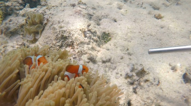 f:id:OTDkaneko:20170928090654j:image