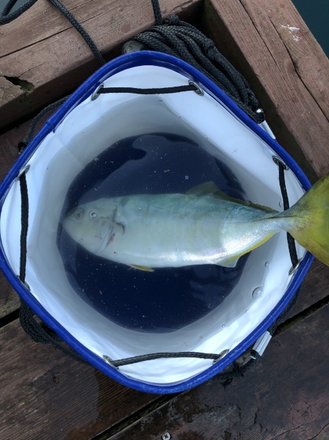 f:id:OTDkaneko:20190915195451j:image