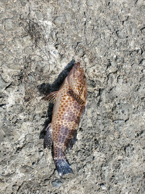 f:id:OTDkaneko:20200817001817j:image