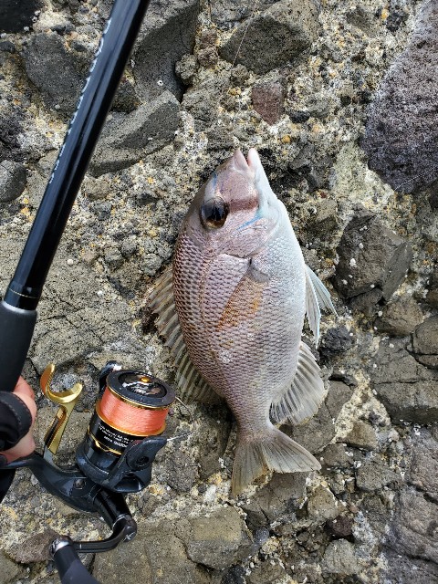 f:id:OTDkaneko:20200826132207j:image