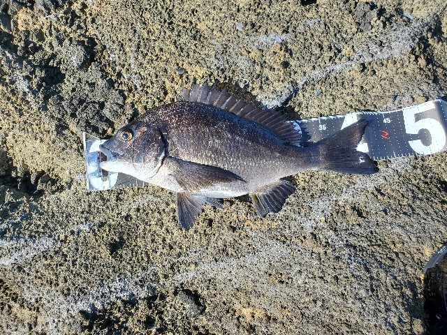 f:id:OTDkaneko:20200924093242j:image