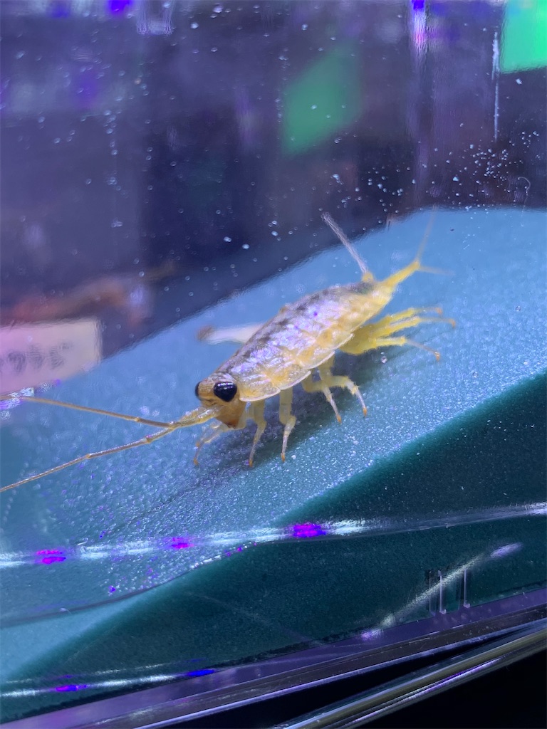久しぶり ハマダンゴムシを求めて ちゃんねる蟲の飼育日記