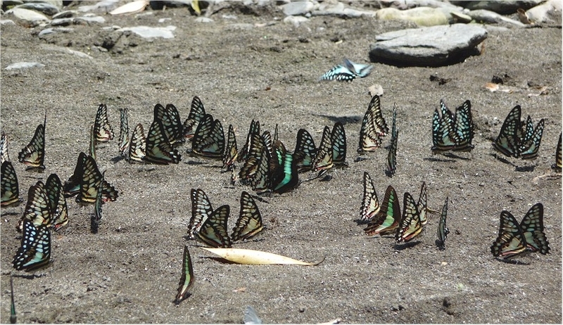 フトオアゲハ♂標本 ★台湾産★有名種 104mm 美麗標本状態⭕️ 入手困難 フトオアゲハ♂標本 ☆台湾産☆有名種 104mm 美麗標本状態⭕️ 入手困難