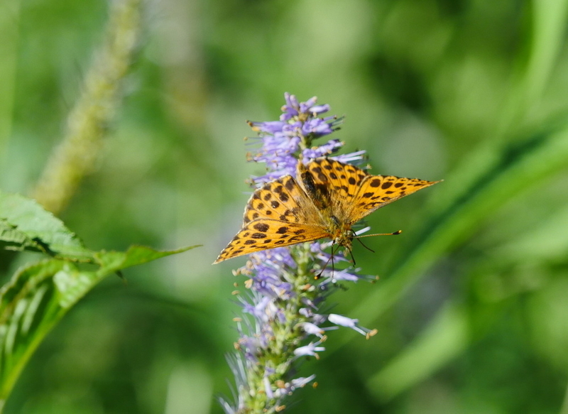 豹紋蝶など - OTTOの蝶々ブログ