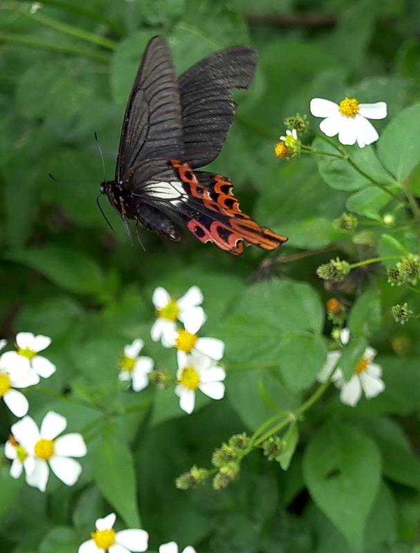 フトオアゲハの異態 その一 - OTTOの蝶々ブログ