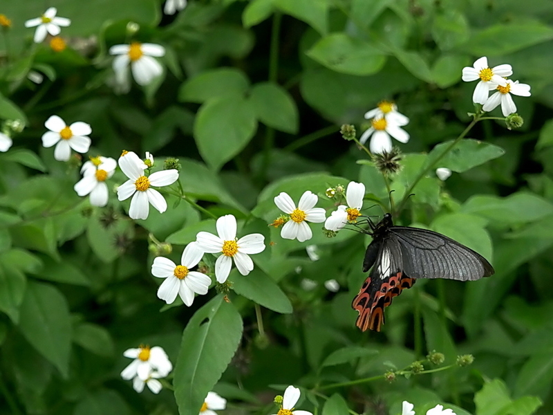 フトオアゲハの異態 その一 - OTTOの蝶々ブログ