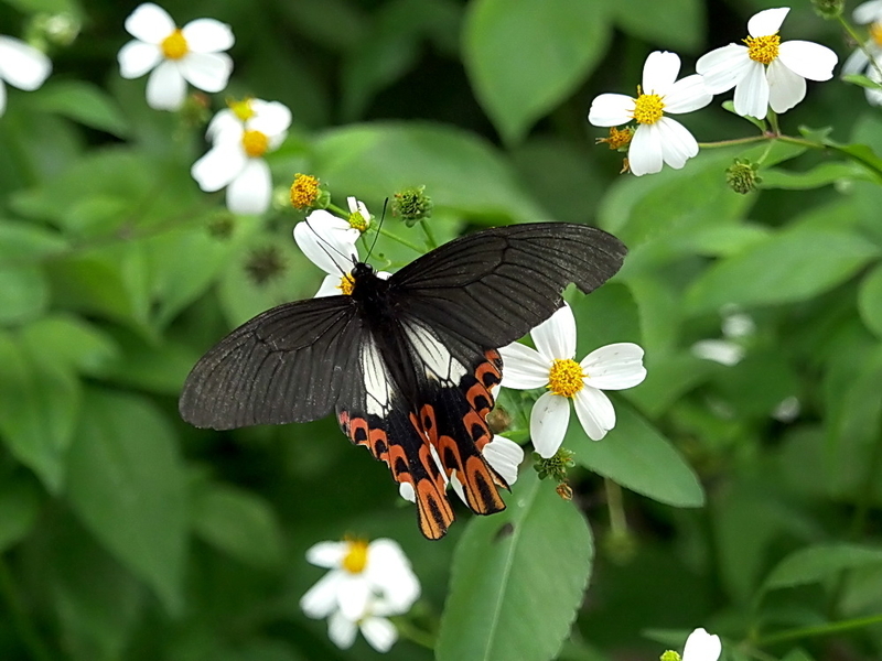 フトオアゲハの異態 その一 - OTTOの蝶々ブログ