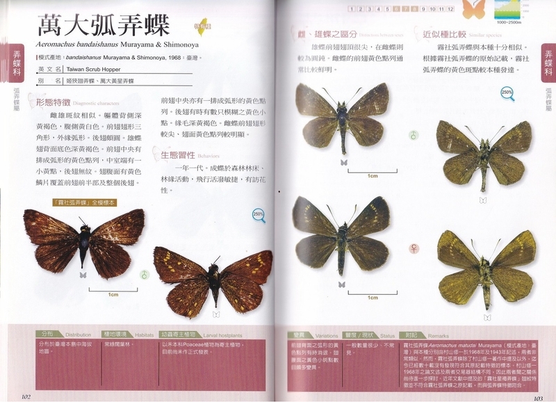 台湾蝶撮影記1 － 超ド級の珍蝶に遭遇 － - OTTOの蝶々ブログ