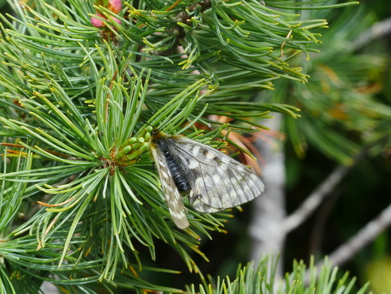大雪山へ - OTTOの蝶々ブログ