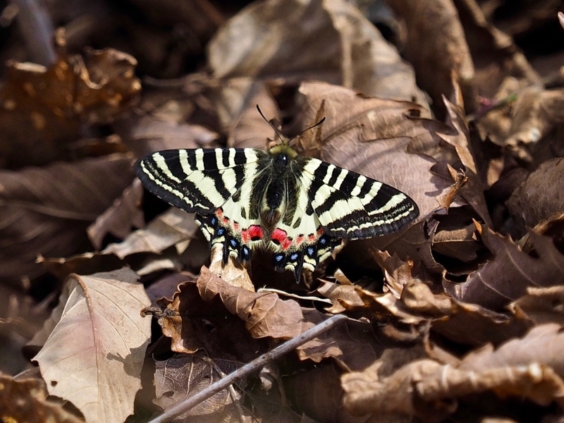 仙台の「赤上がり」ヒメギフ ！ - OTTOの蝶々ブログ
