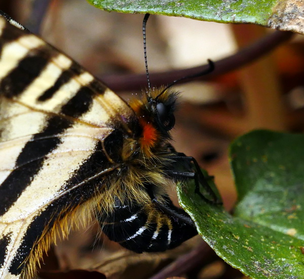 越後深雪地帯へ・・ ギフチョウの旅 1 - OTTOの蝶々ブログ