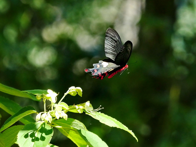 フトオアゲハ♂標本 ★台湾産★有名種 104mm 美麗標本状態⭕️ 入手困難 フトオアゲハ （Mt.Taiping,台湾産） 台湾の至宝と云われる名蝶。 現在