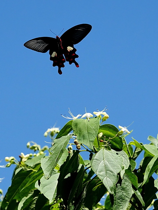 フトオアゲハ♂標本 ★台湾産★有名種 104mm 美麗標本状態⭕️ 入手困難 フトオアゲハ （Mt.Taiping,台湾産） 台湾の至宝と云われる名蝶。 現在