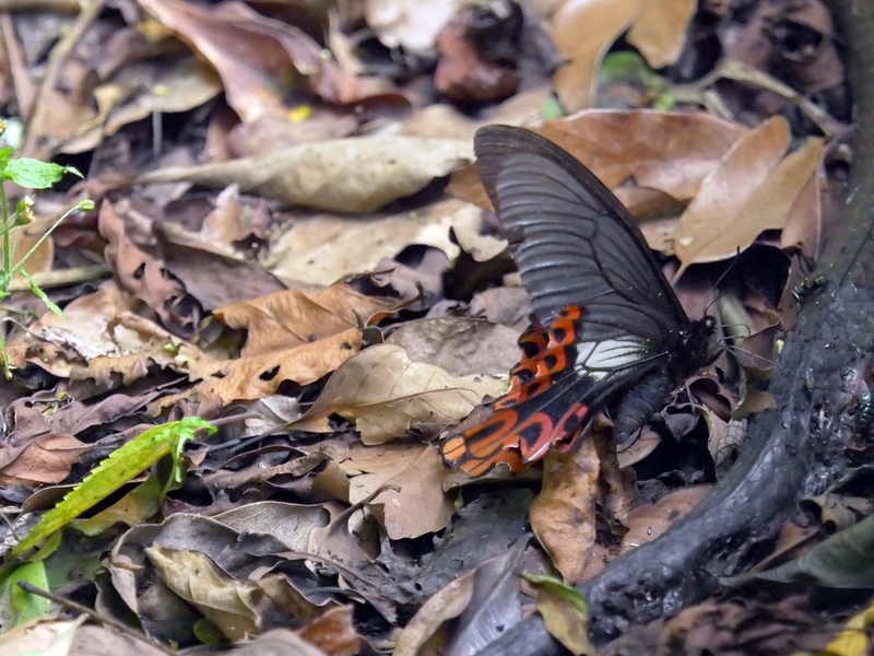 フトオアゲハの異態 その二 - OTTOの蝶々ブログ