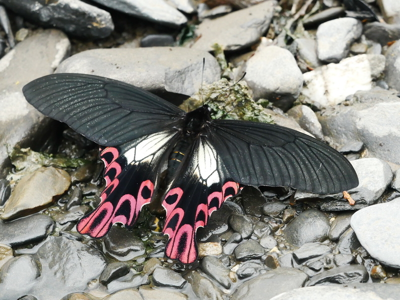 フトオアゲハ♂標本 ★台湾産★有名種 104mm 美麗標本状態⭕️ 入手困難 4月1日のスペシャル・ニュース／虫の雑学 -- 公益社団法人農林水産