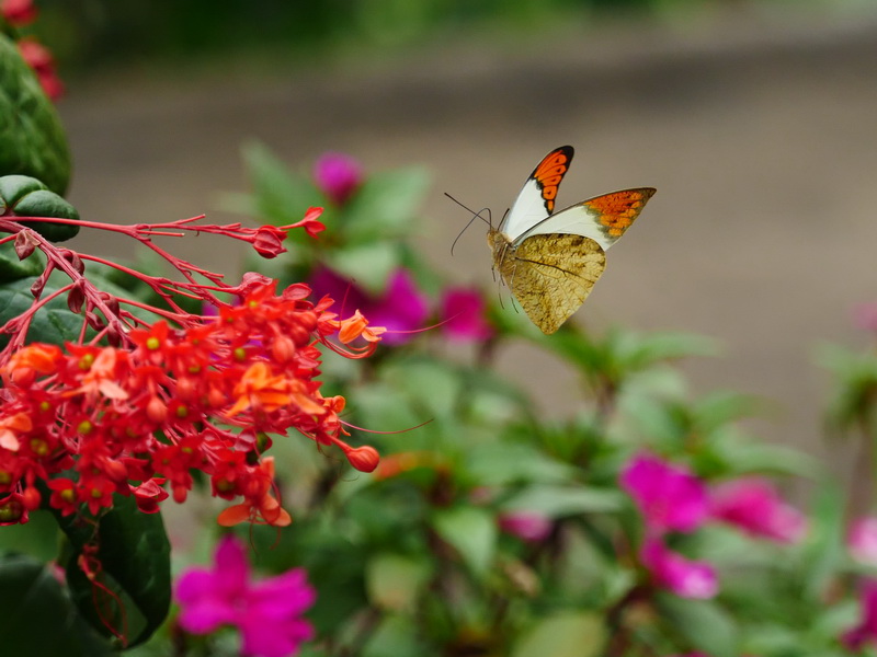 亜熱帯のオレンジ色 － ツマベニチョウ － - OTTOの蝶々ブログ