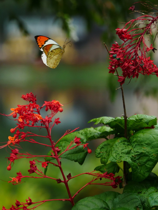 亜熱帯のオレンジ色 － ツマベニチョウ － - OTTOの蝶々ブログ