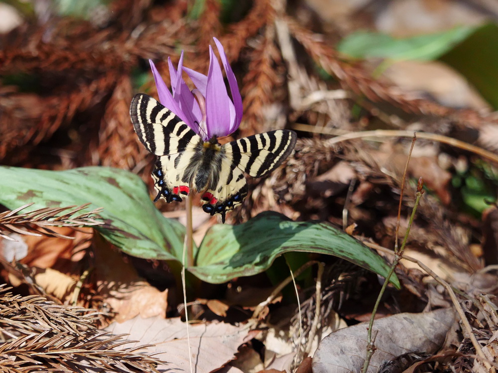 k*3様 チョウセンヒメギフチョウ k*3様 チョウセンヒメギフチョウ