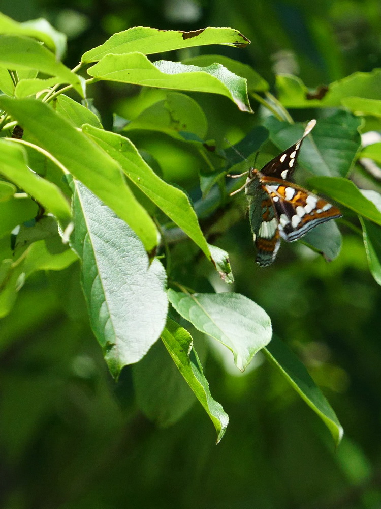 値下げ！ オオイチモンジ 北海道産 雄 × 雌 セット 【公式通販】