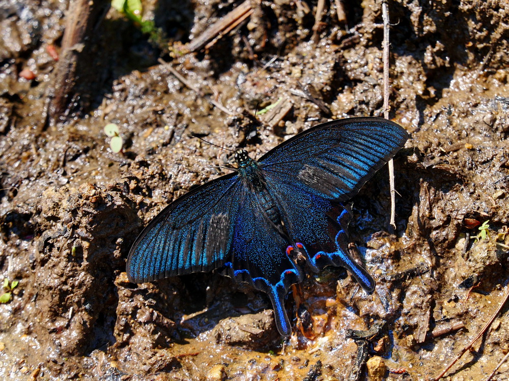 カラスアゲハとミヤマカラス - OTTOの蝶々ブログ