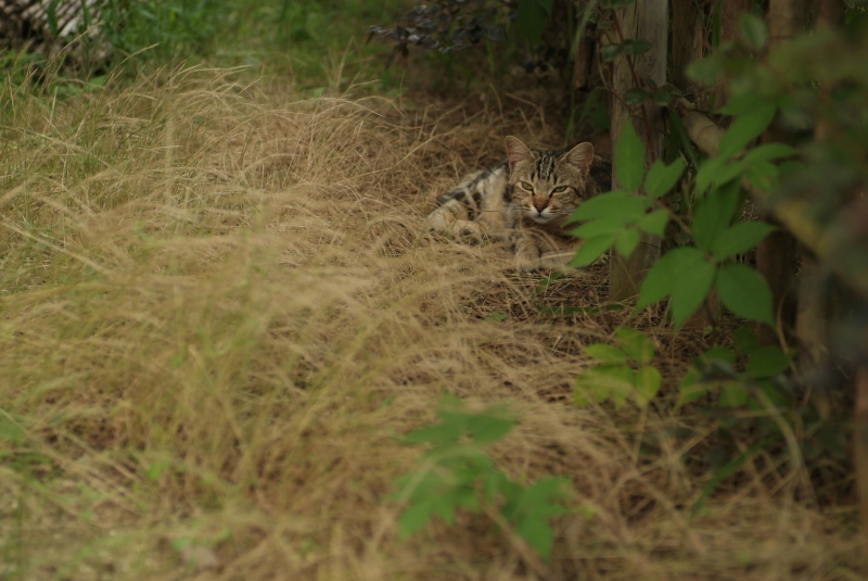 f:id:OWATA:20100706141551j:image