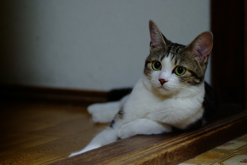 f:id:OWATA:20100721234610j:image