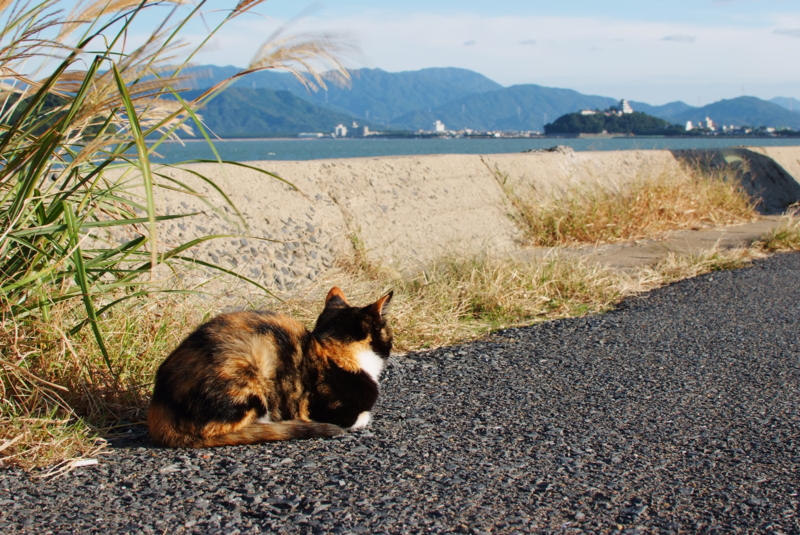f:id:OWATA:20101027161223j:image f:id:OWATA:20101027161223j:image