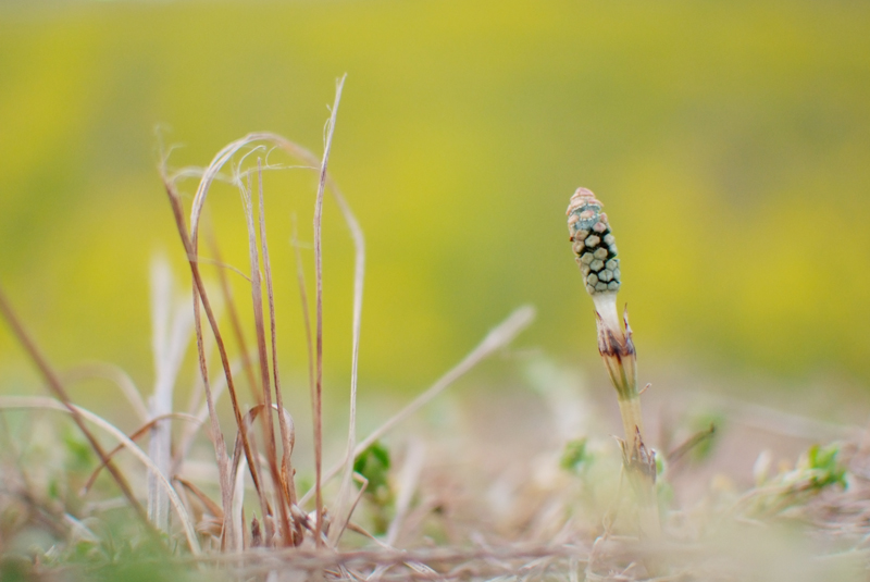 f:id:OWATA:20110226183030j:image