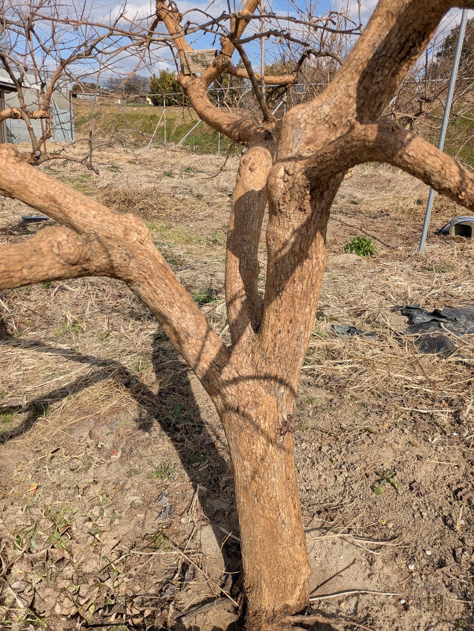 f:id:Oasiskun:20260205140825j:image