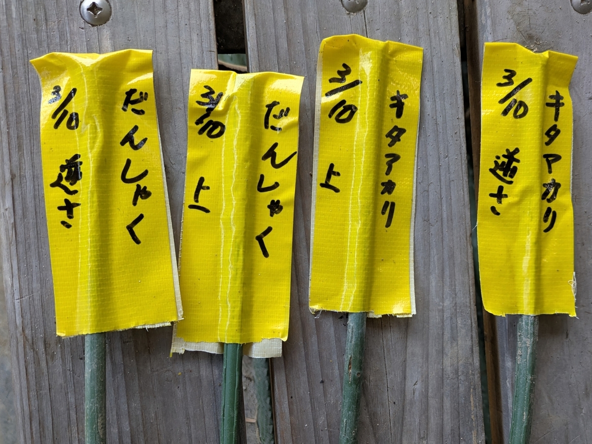 キタアカリ、男爵イモ　芽上向き　芽下向きの表示