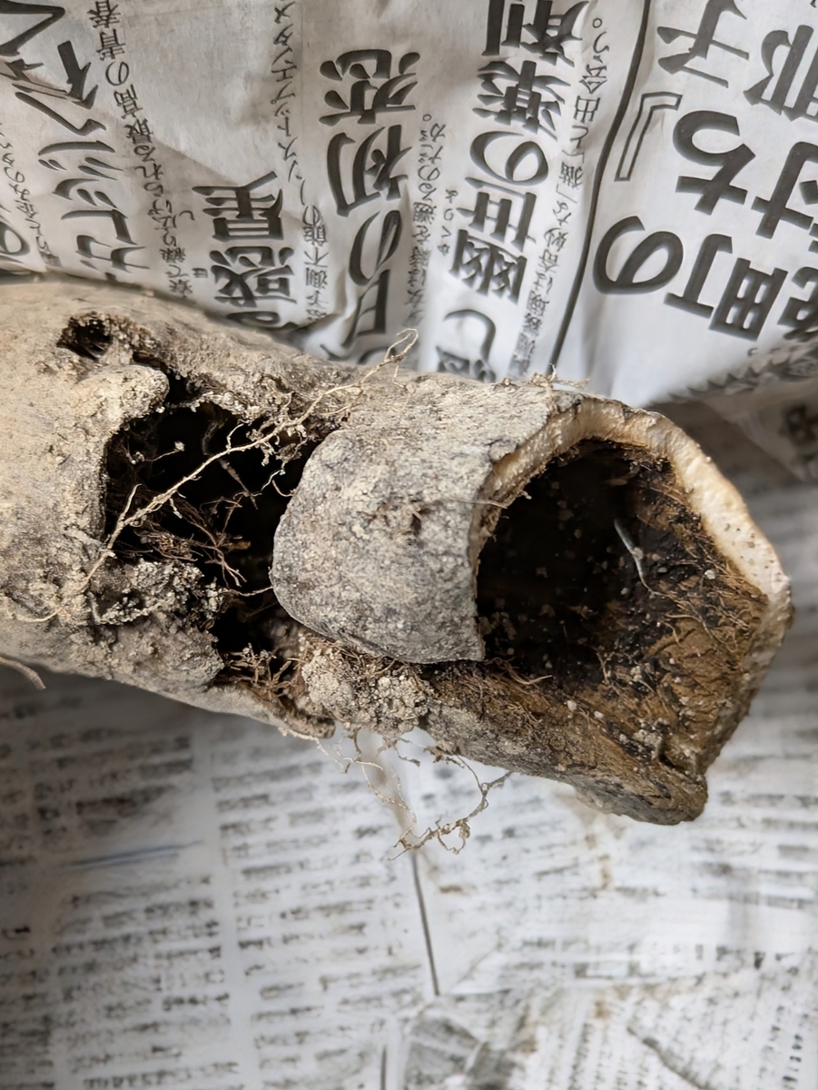 空洞化していた長芋