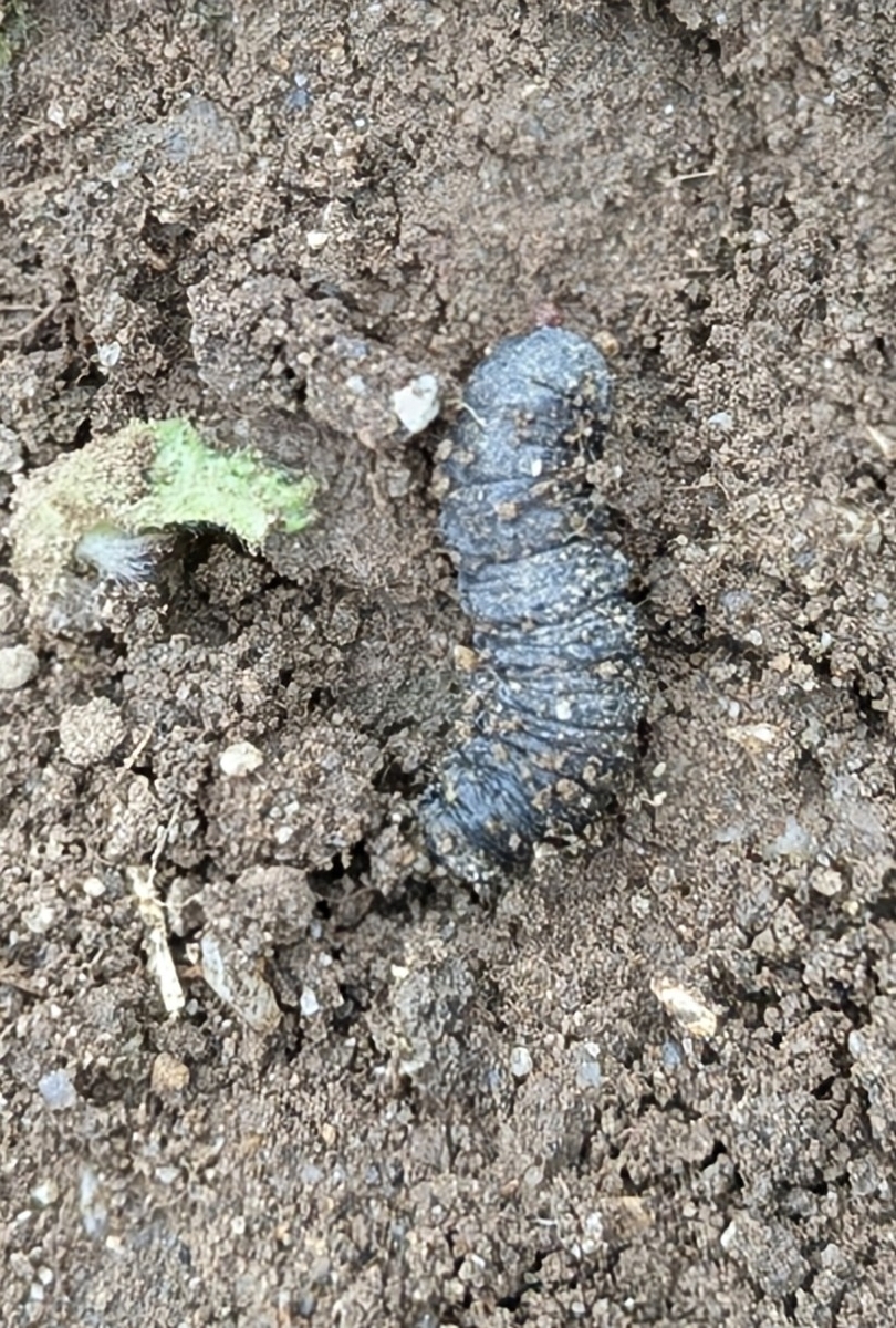 グレーっぽい色をした根切り虫