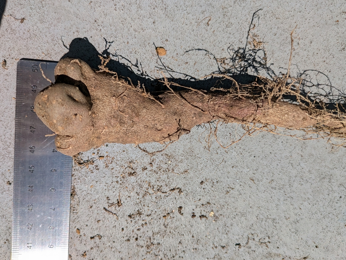 長芋太さ4cm