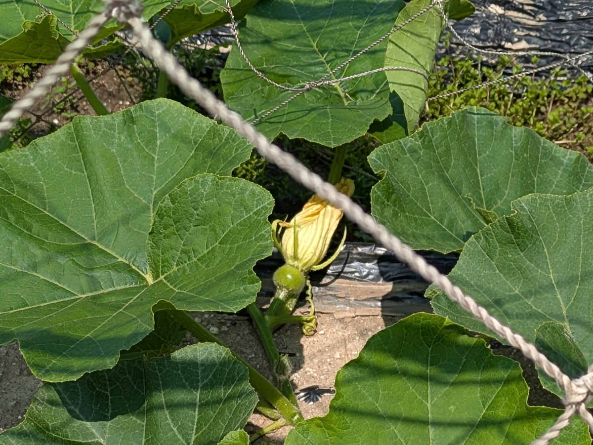 カボチャの花と実