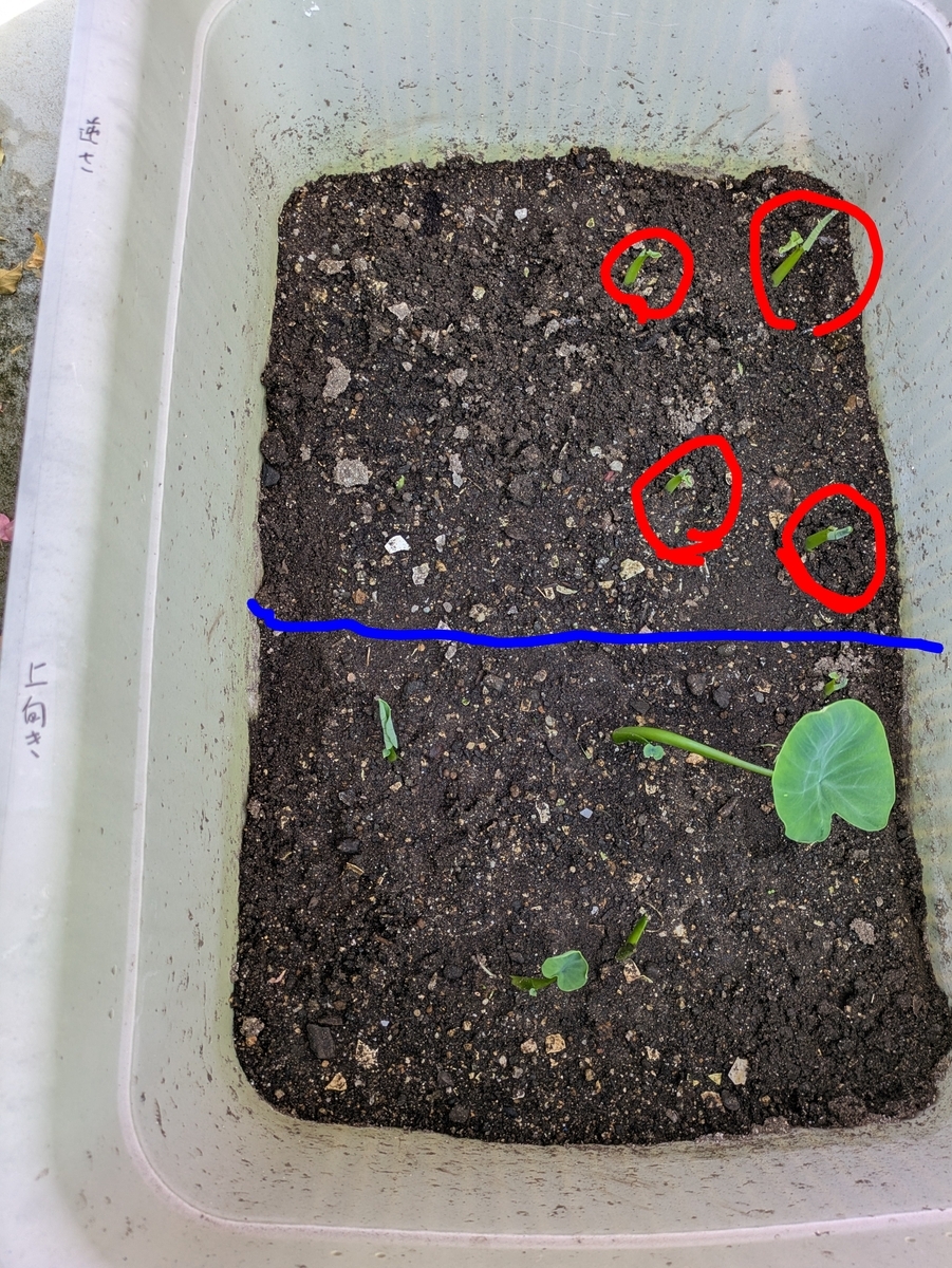 5月4日の発芽状況。逆さ植えも順調に発芽